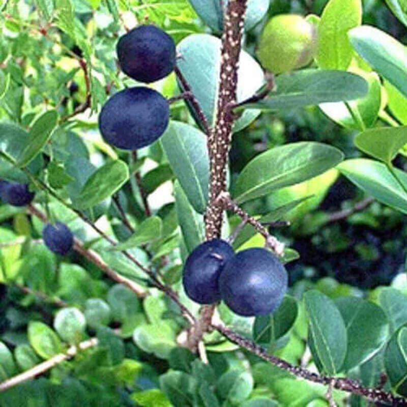 5 Paradise Plum - Cocoplum Seeds - Seed World