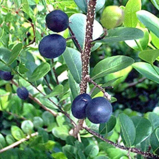 5 Paradise Plum - Cocoplum Seeds - Seed World