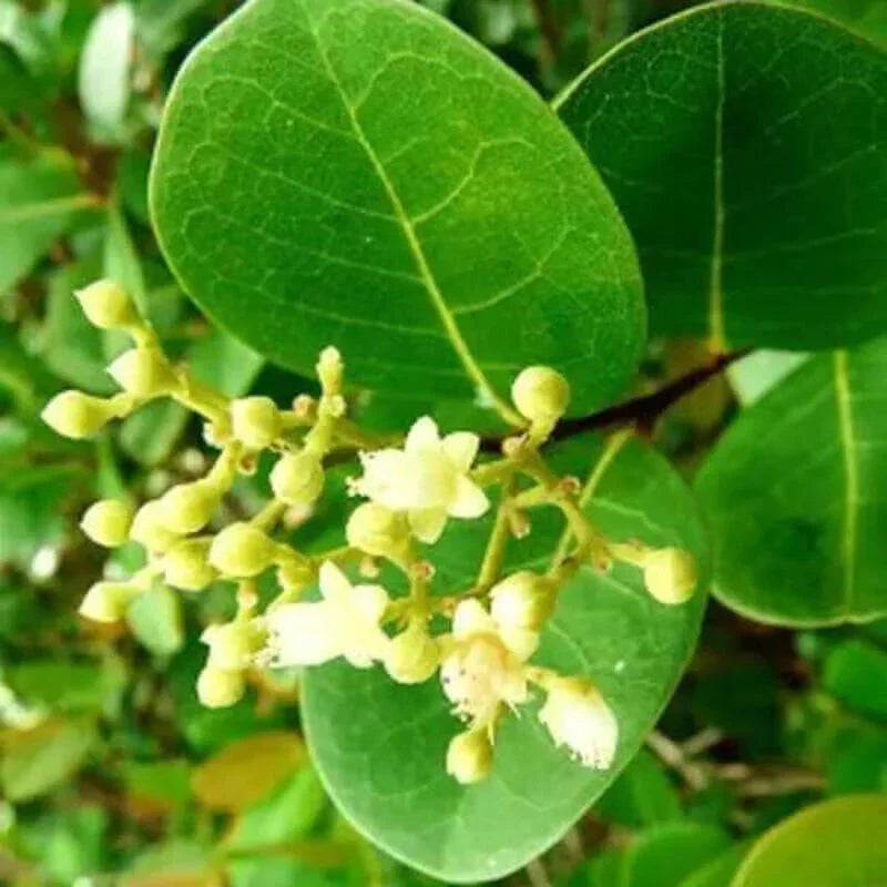 5 Paradise Plum - Cocoplum Seeds - Seed World