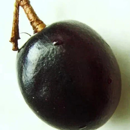 5 Paradise Plum - Cocoplum Seeds - Seed World
