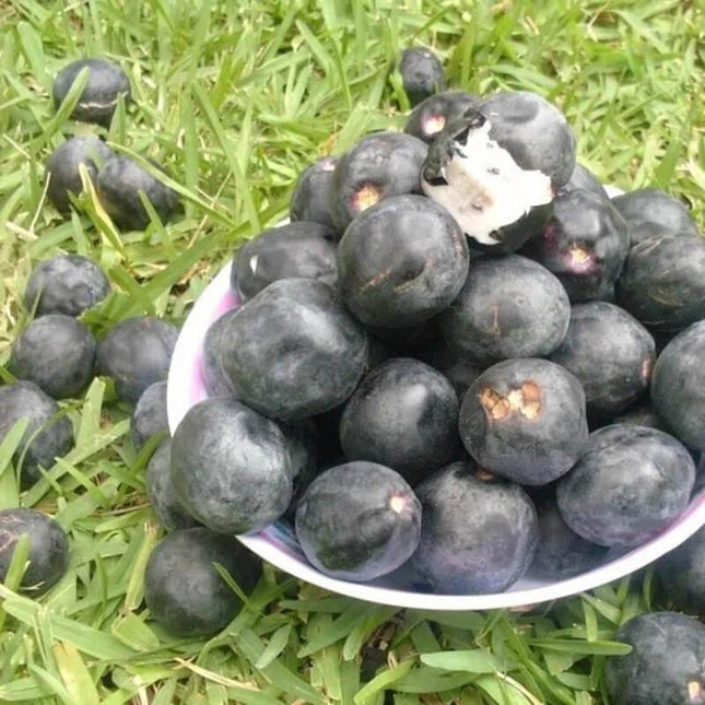5 Paradise Plum - Cocoplum Seeds - Seed World