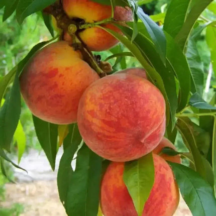 5 Peach Fruit Tree Seeds - Seed World