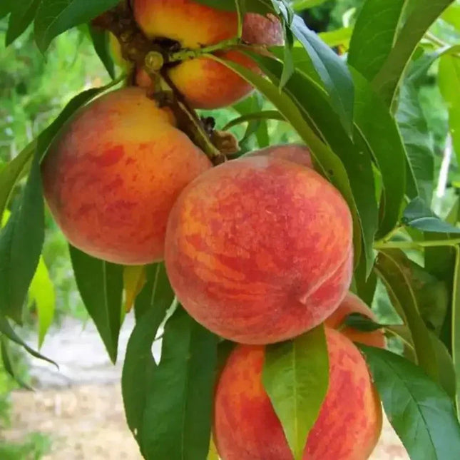 5 Peach Fruit Tree Seeds - Seed World