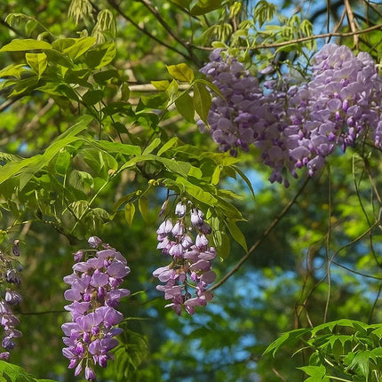 5 Purple Wisteria Seeds – Fragrant Climbing Vine Flowers - Seed World