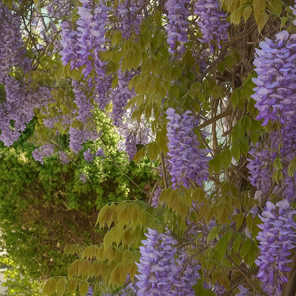 5 Purple Wisteria Seeds – Fragrant Climbing Vine Flowers - Seed World