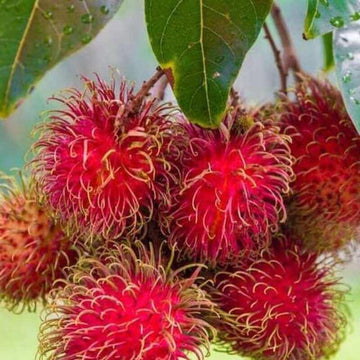 plant rambutan seed 5 Rambutan Seeds – Seed World