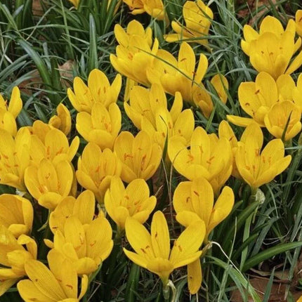 5 Rare Sternbergia Flower Bulbs for Planting - Autumn Daffodil - Seed World