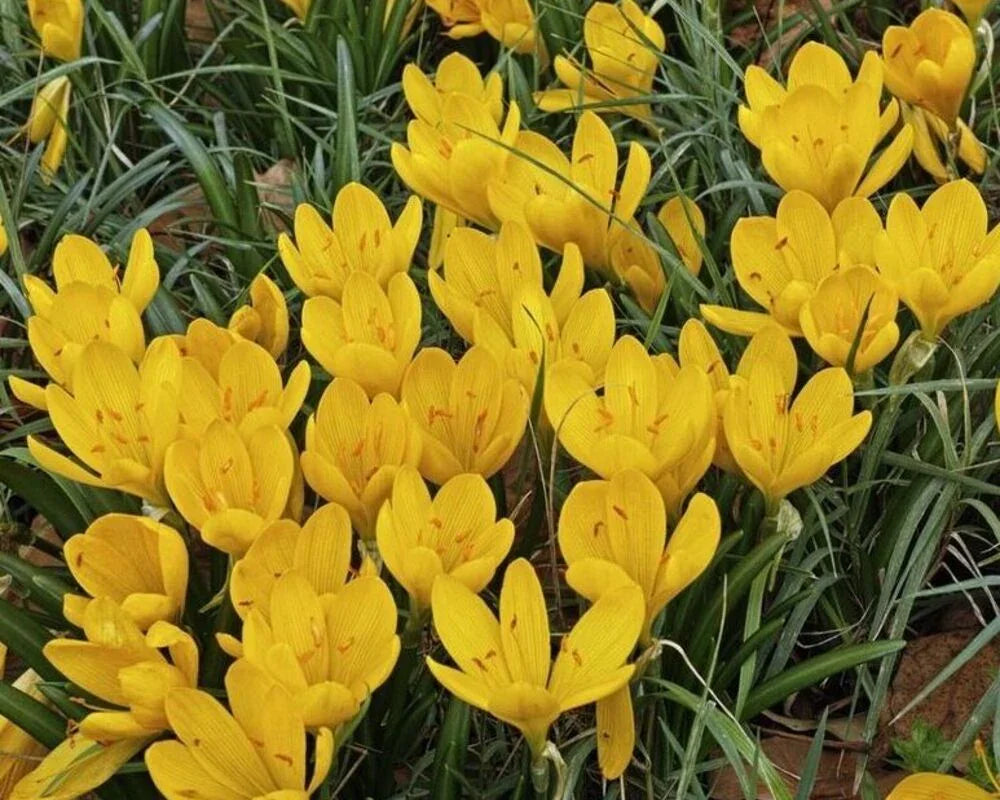 5 Rare Sternbergia Flower Bulbs for Planting - Autumn Daffodil - Seed World