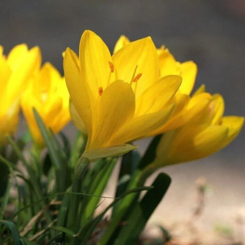 5 Rare Sternbergia Flower Bulbs for Planting - Autumn Daffodil - Seed World