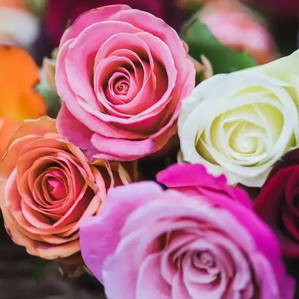 Close-up of colorful roses with a blurred background