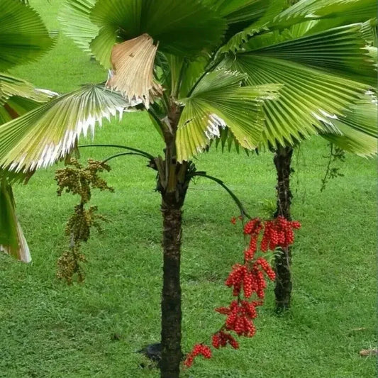 5 Ruffled Fan Palm Seeds - Licuala Grandis - Seed World