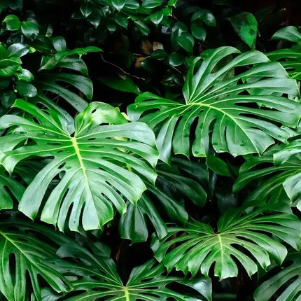 Close-up of large green leaves with a dark background