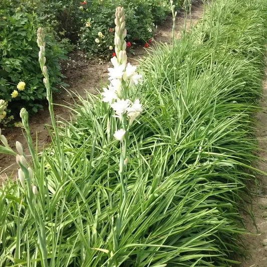 5 Tuberose Plant Bulbs - Double Pearl - Seed World