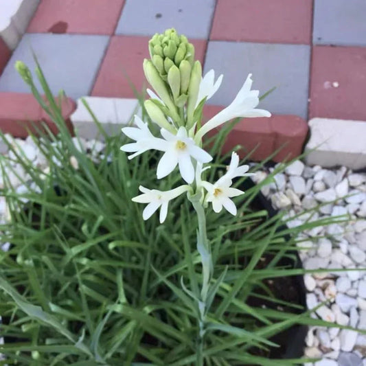 5 Tuberose Plant Bulbs - Double Pearl - Seed World