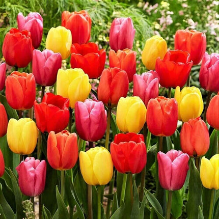 5 Tulip Jazz Mix Flower Bulbs - Seed World