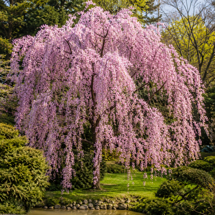5 Weeping Higan Cherry Seeds