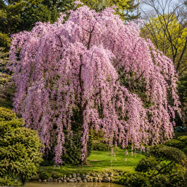 5 Weeping Higan Cherry Seeds