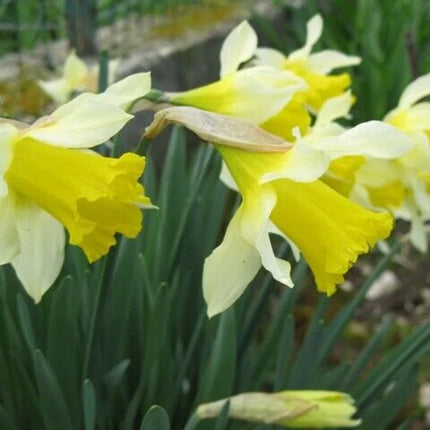 5 Wild Daffodil Bulbs - Seed World