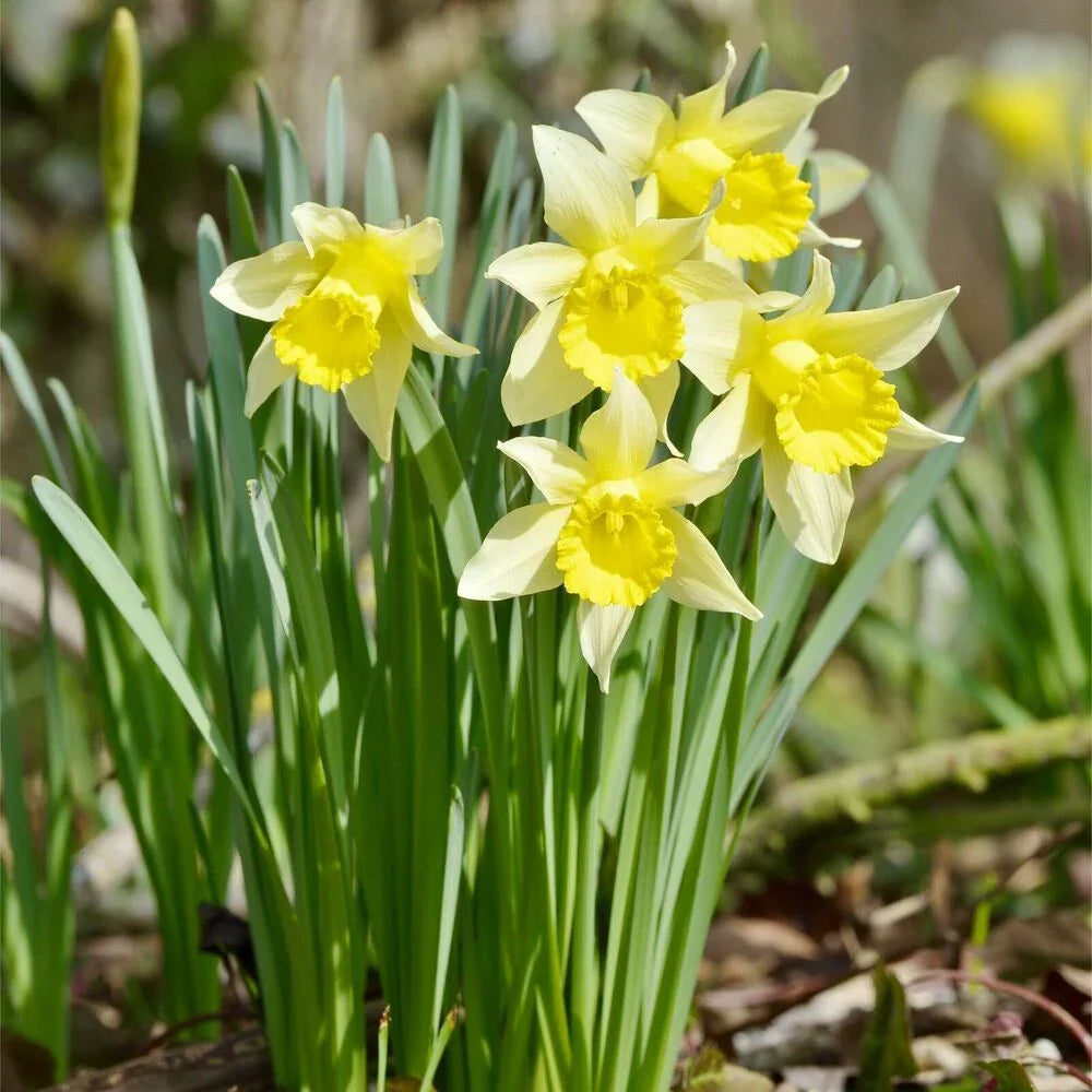 5 Wild Daffodil Bulbs - Seed World