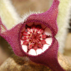 5 Wild Ginger Seeds