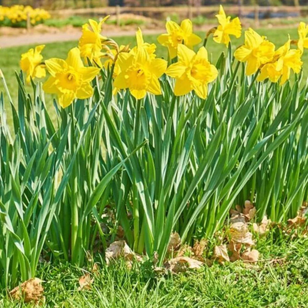 5 Yellow Daffodil - Narcissus Large Giant Bulbs - Seed World