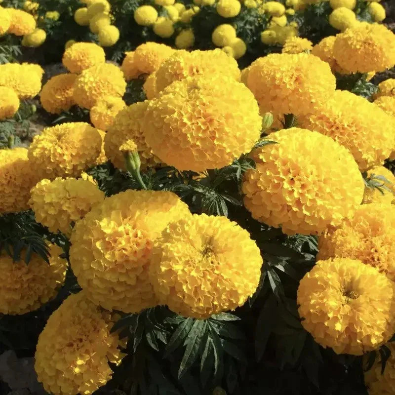 50 African Giant Marigold Seeds - Seed World