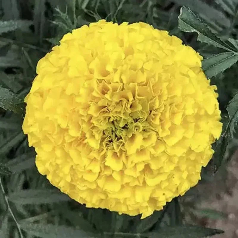 50 African Giant Marigold Seeds - Seed World