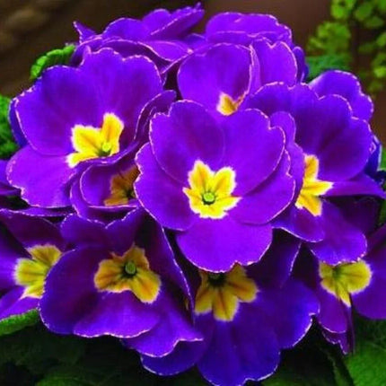 50 African Violet Flowers Seeds - Seed World