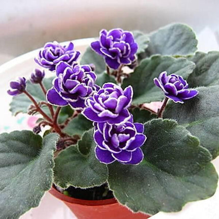 50 African Violet Flowers Seeds - Seed World