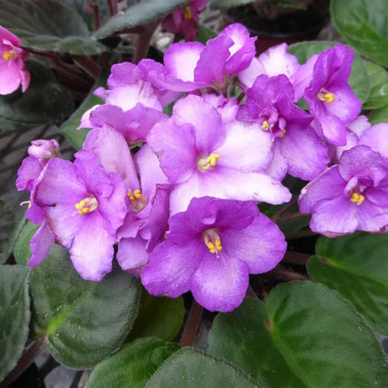 50 African Violet Flowers Seeds - Seed World