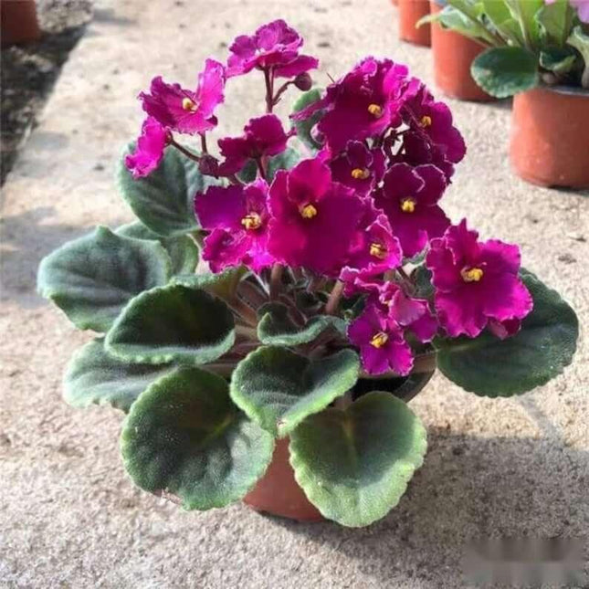 50 African Violet Flowers Seeds - Seed World