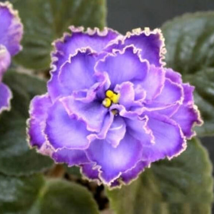 50 African Violet Flowers Seeds - Seed World