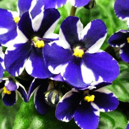 50 African Violet Flowers Seeds - Seed World