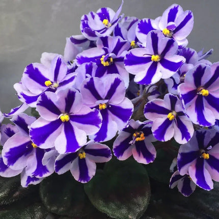 50 African Violet Flowers Seeds - Seed World