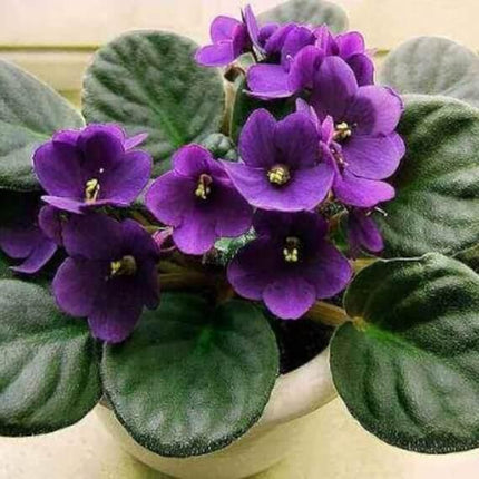 50 African Violet Flowers Seeds - Seed World