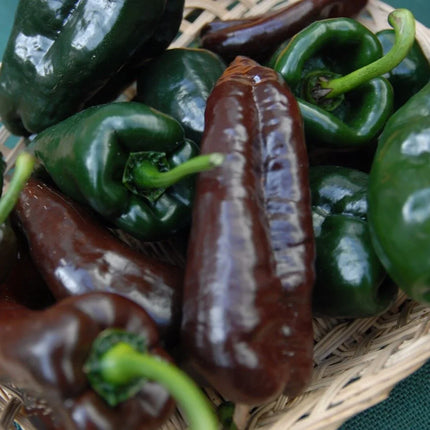 50 Ancho Poblano Chile Pepper Seeds - Seed World