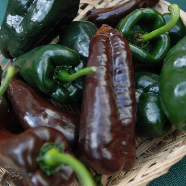 50 Ancho Poblano Chile Pepper Seeds - Seed World