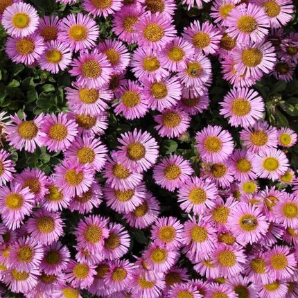 50 Aster Alpinus - Alpine Aster Seeds - Seed World