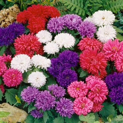 50 Aster - Callistephus Dwarf Milady Seeds - Seed World