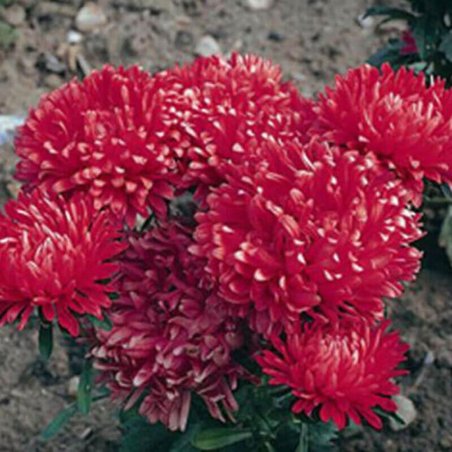 50 Aster - Callistephus Dwarf Milady Seeds - Seed World