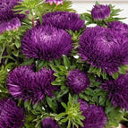Dark Violet