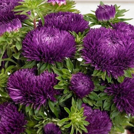 50 Aster - Callistephus Tall Double Gremlin Seeds - Seed World