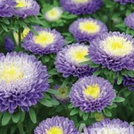 50 Aster - Callistephus Tall Pompon Seeds - Seed World