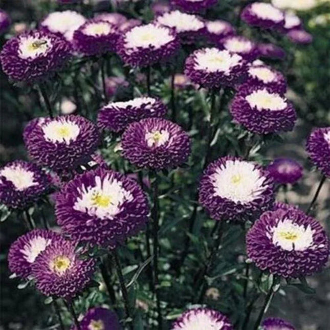 50 Aster - Callistephus Tall Pompon Seeds - Seed World