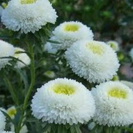 50 Aster - Callistephus Tall Pompon Seeds - Seed World
