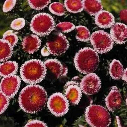 50 Aster - Callistephus Tall Pompon Seeds - Seed World