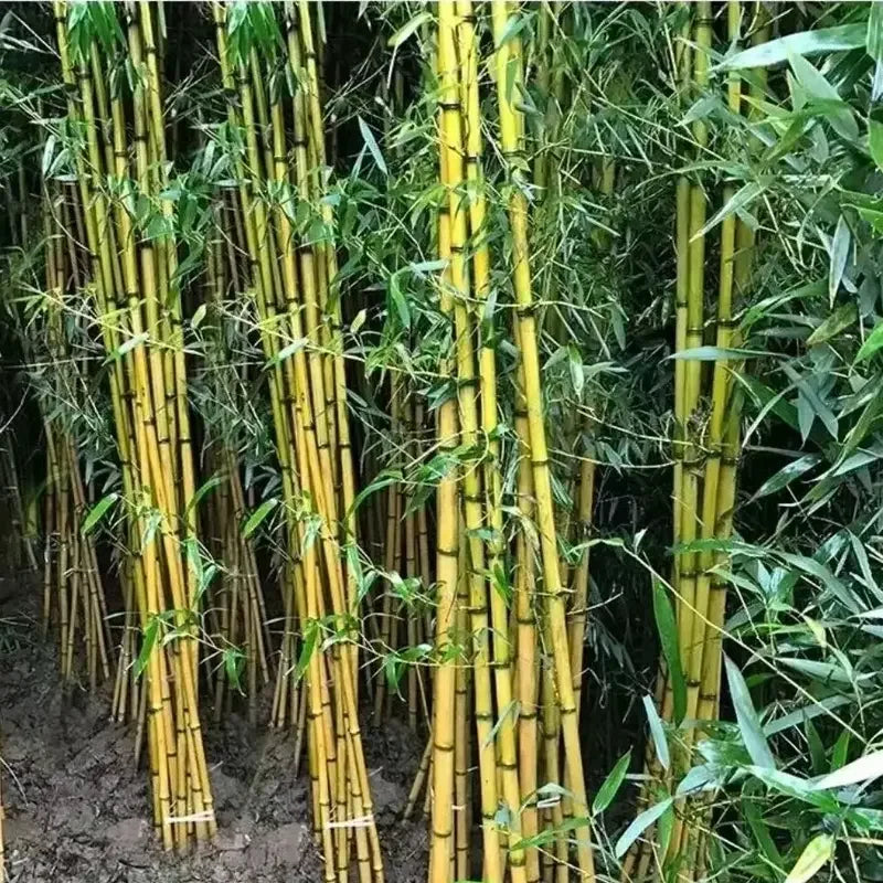 50 Bamboo Vulgaris Schrad Seeds - Seed World