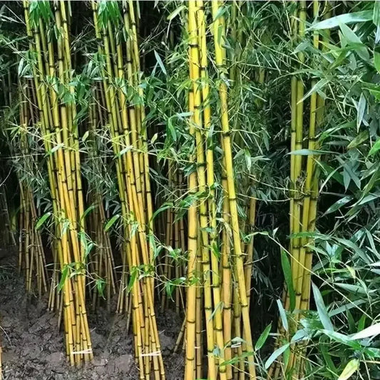 50 Bamboo Vulgaris Schrad Seeds - Seed World