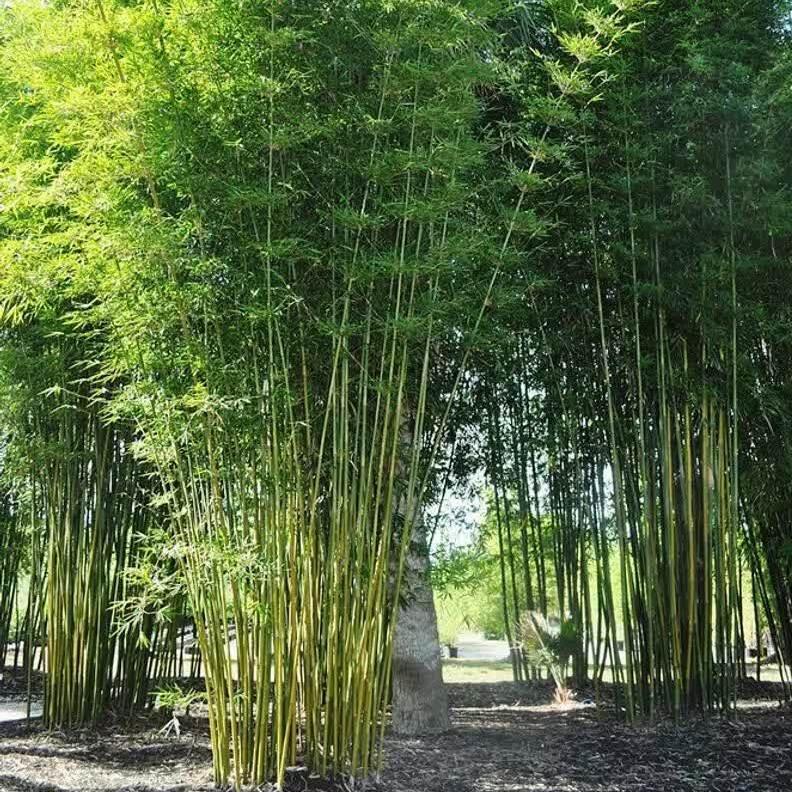Bamboo forest with sunlight filtering through the leaves