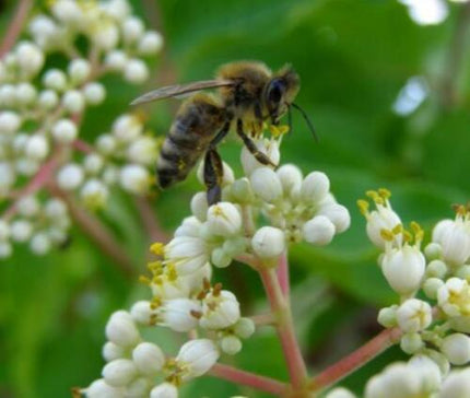 Bees on white flowers with a blurred green background